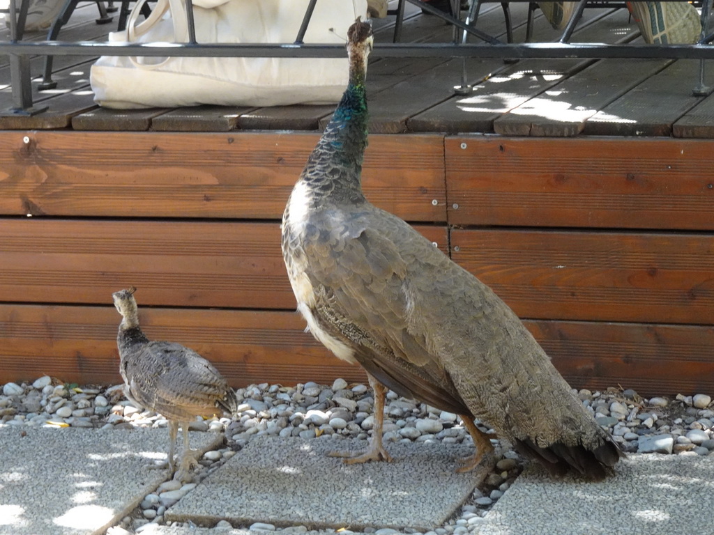 Peacocks on the terrace of the Rajski Vrt restaurant