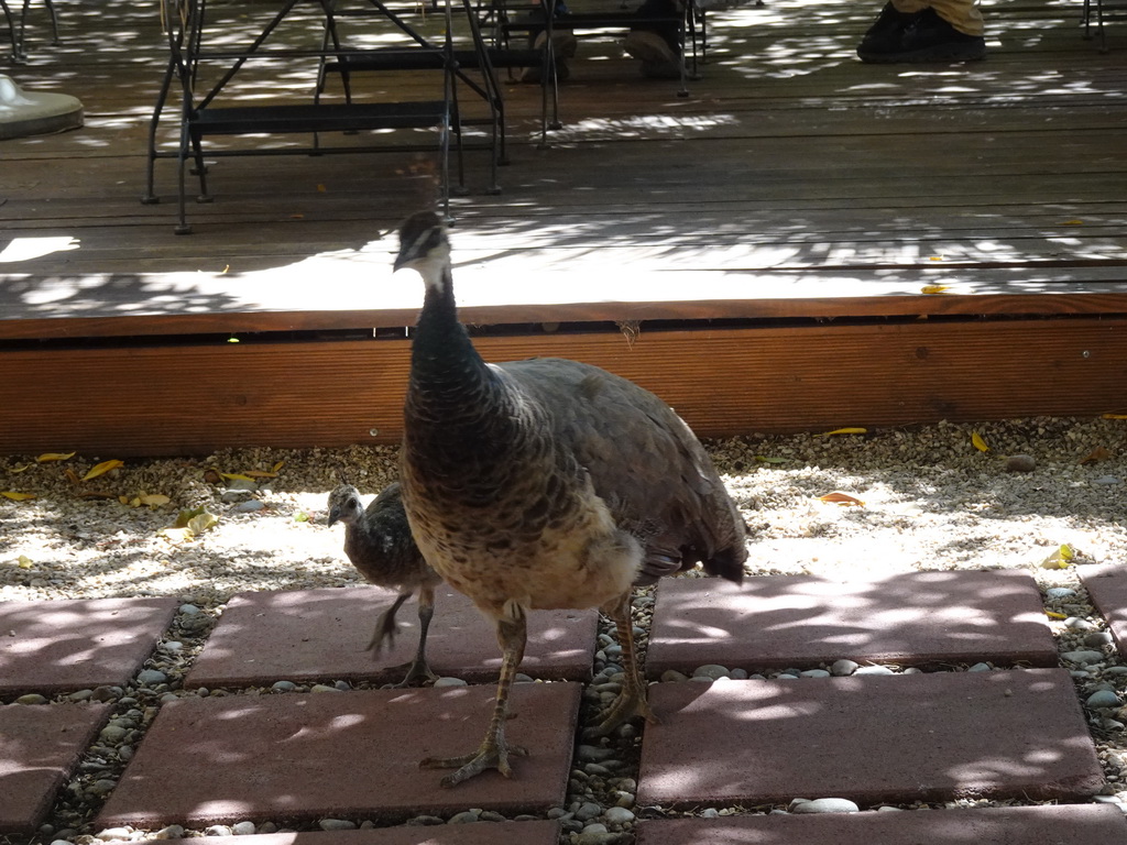 Peacocks on the terrace of the Rajski Vrt restaurant