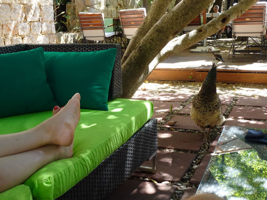 Peacock on the terrace of the Rajski Vrt restaurant