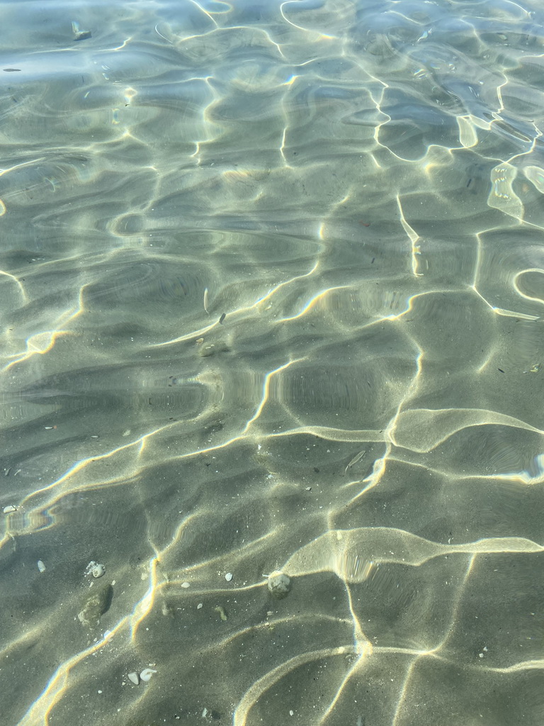 Fishes at the Plaa Grand beach