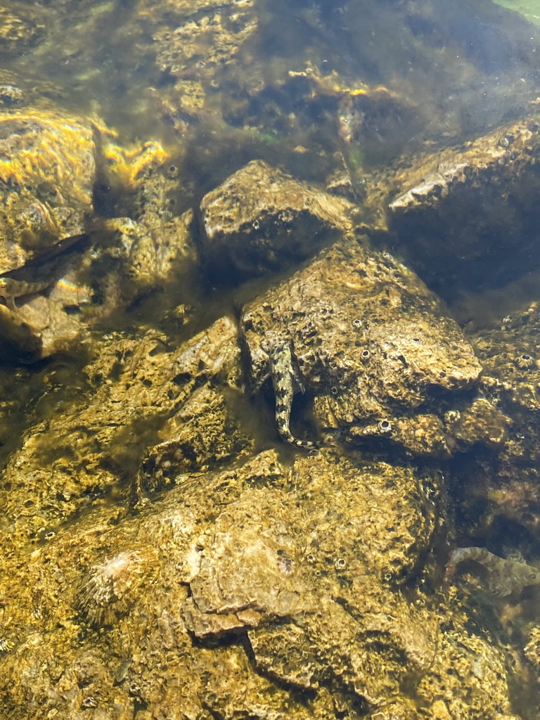 Fish at the beach in front of the Church of Sveta Marija od pilice