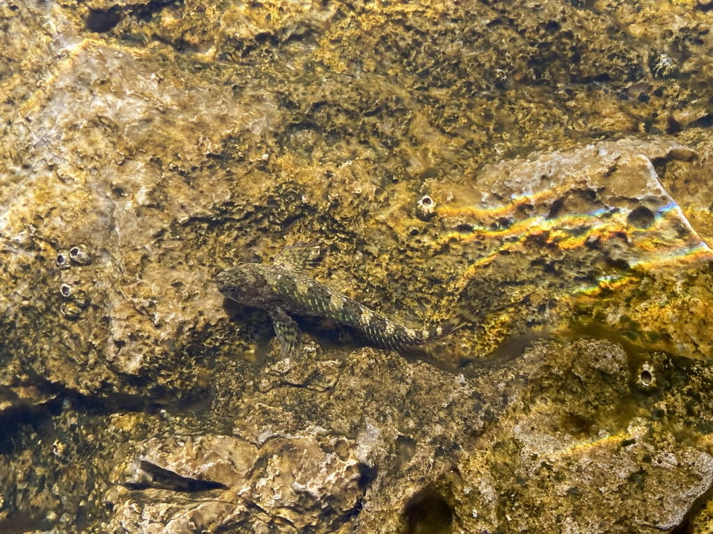 Fish at the beach in front of the Church of Sveta Marija od pilice