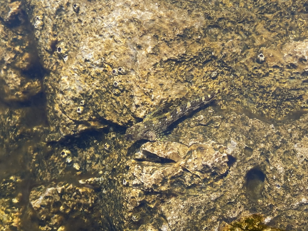 Fish at the beach in front of the Church of Sveta Marija od pilice