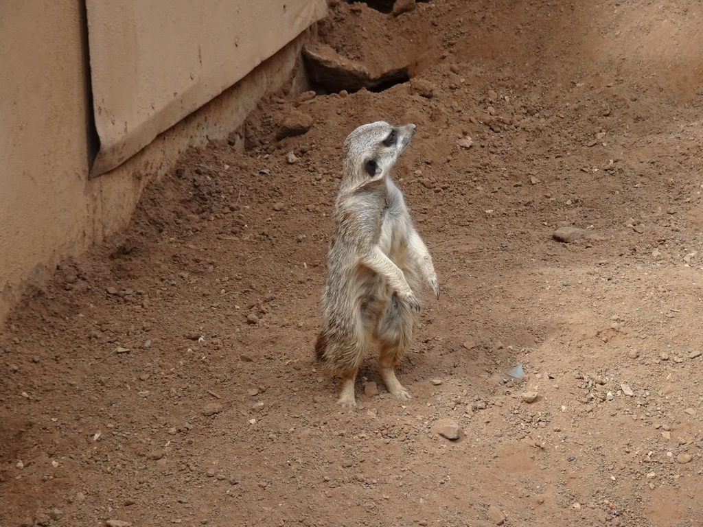 Meerkat at the Palmitos Park