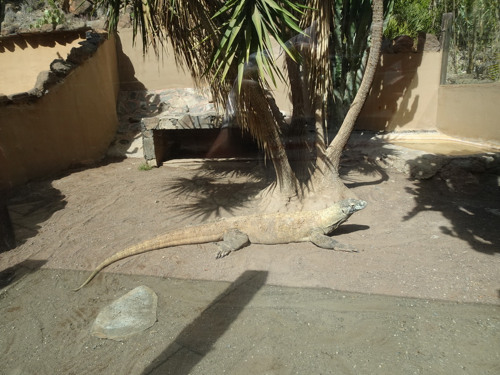 Komodo Dragon at the Palmitos Park