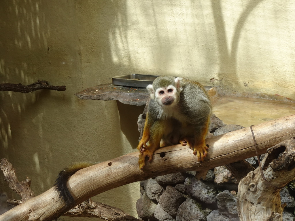 Common Squirrel Monkey at the Palmitos Park