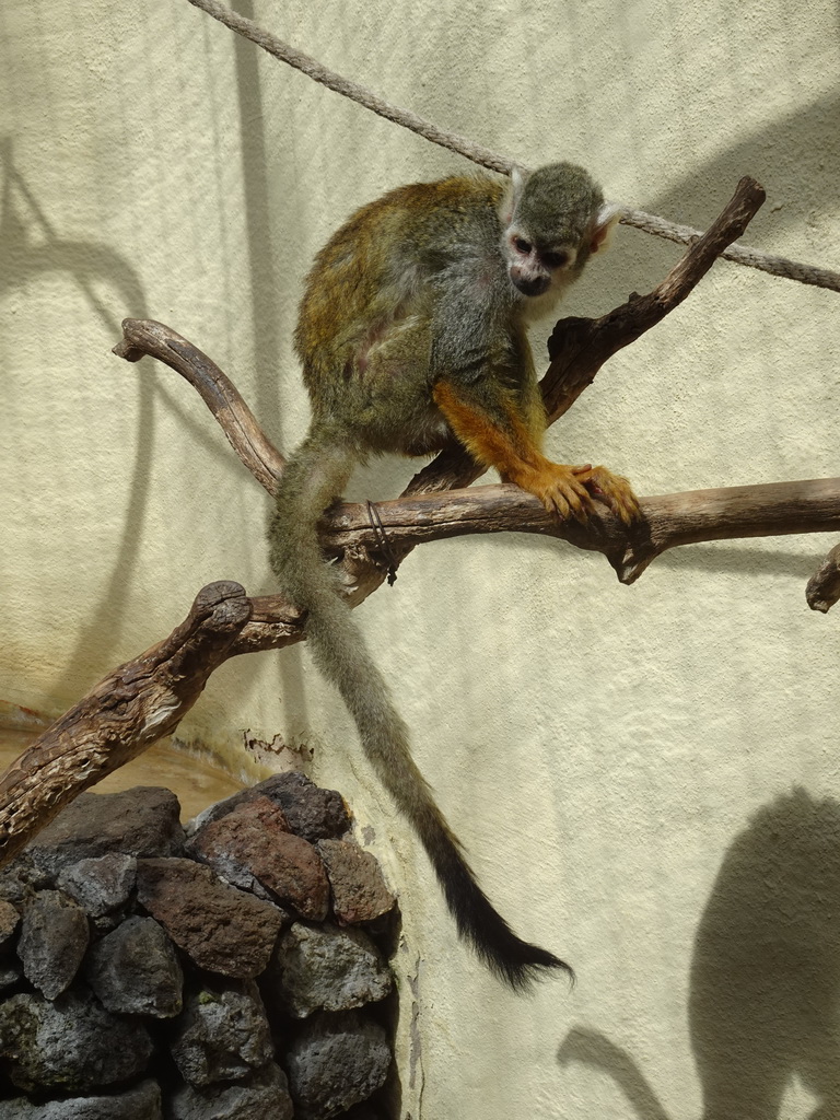 Common Squirrel Monkey at the Palmitos Park