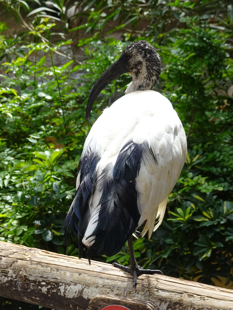 Australian White Ibis at the Free Flight Aviary at the Palmitos Park