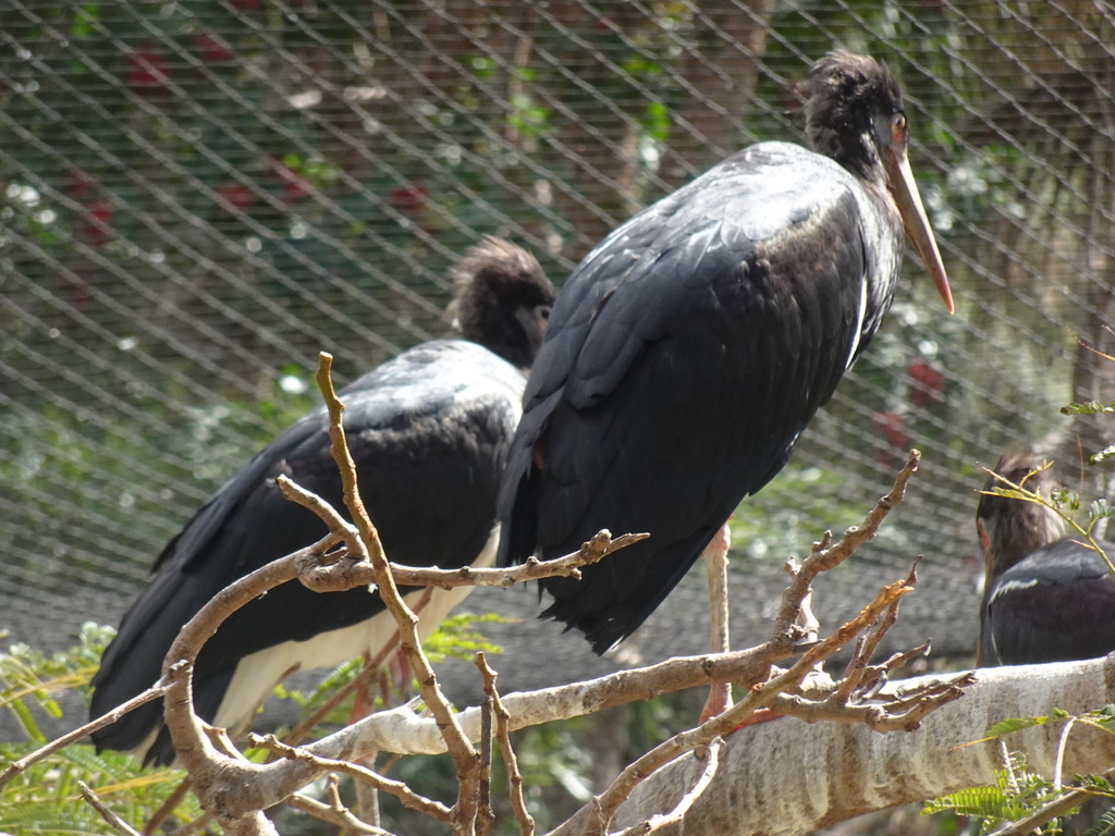 Birds at the Free Flight Aviary at the Palmitos Park