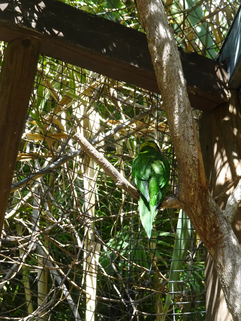 Parrot at the Palmitos Park