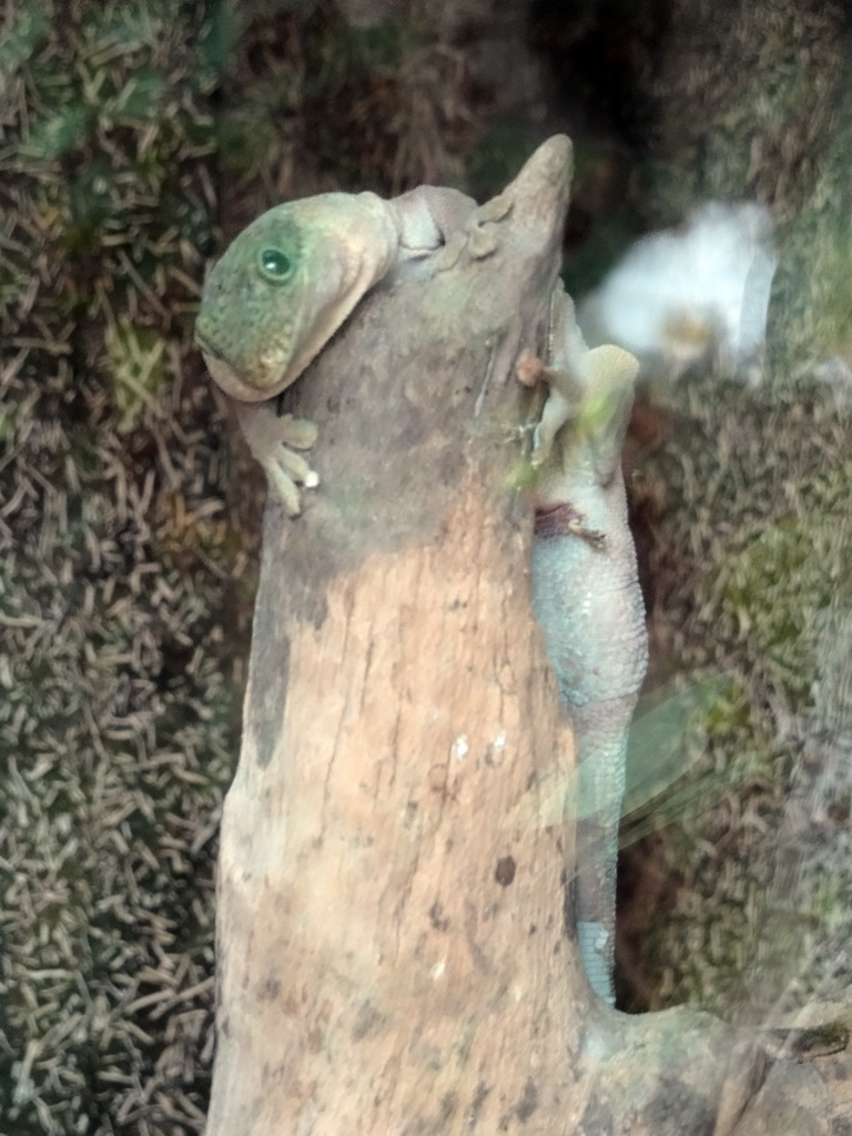 Standing`s Day Gecko at the Orchid House at the Palmitos Park