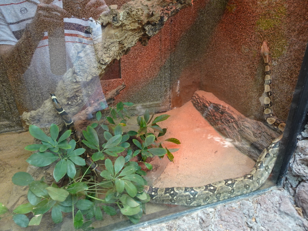 Red-Tailed Boa at the Orchid House at the Palmitos Park