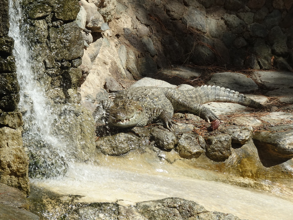 Caiman at the Palmitos Park