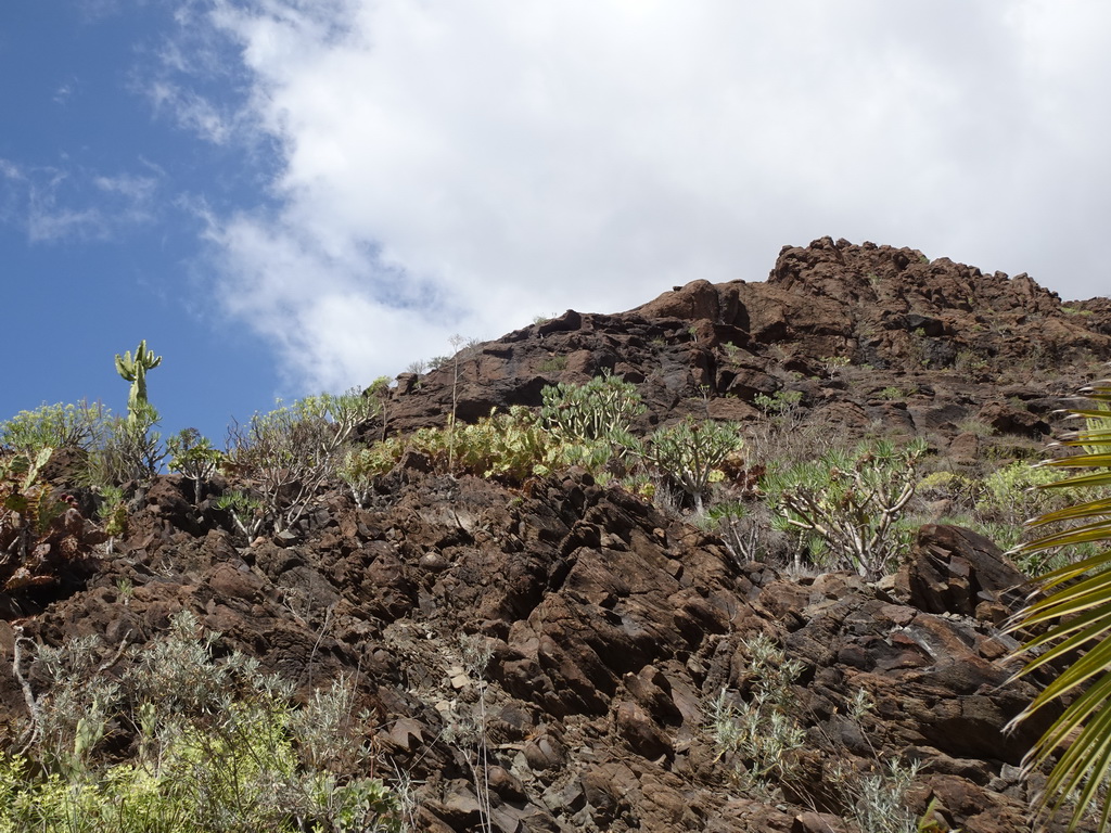 Hill next to the path from the Cactus Garden to the La Palapa Restaurant at the Palmitos Park