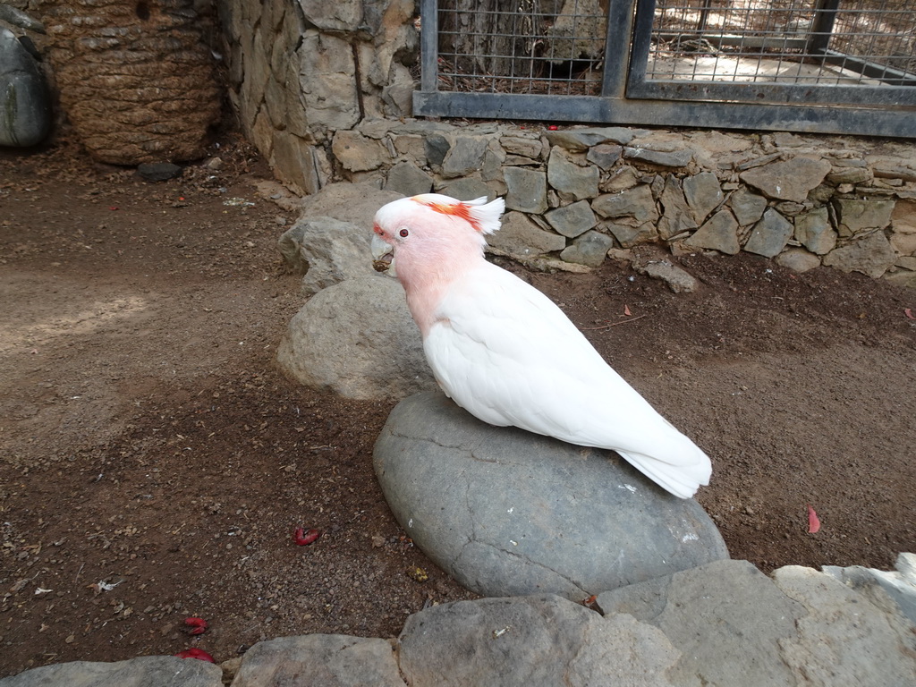 Pink Cockatoo at the Palmitos Park