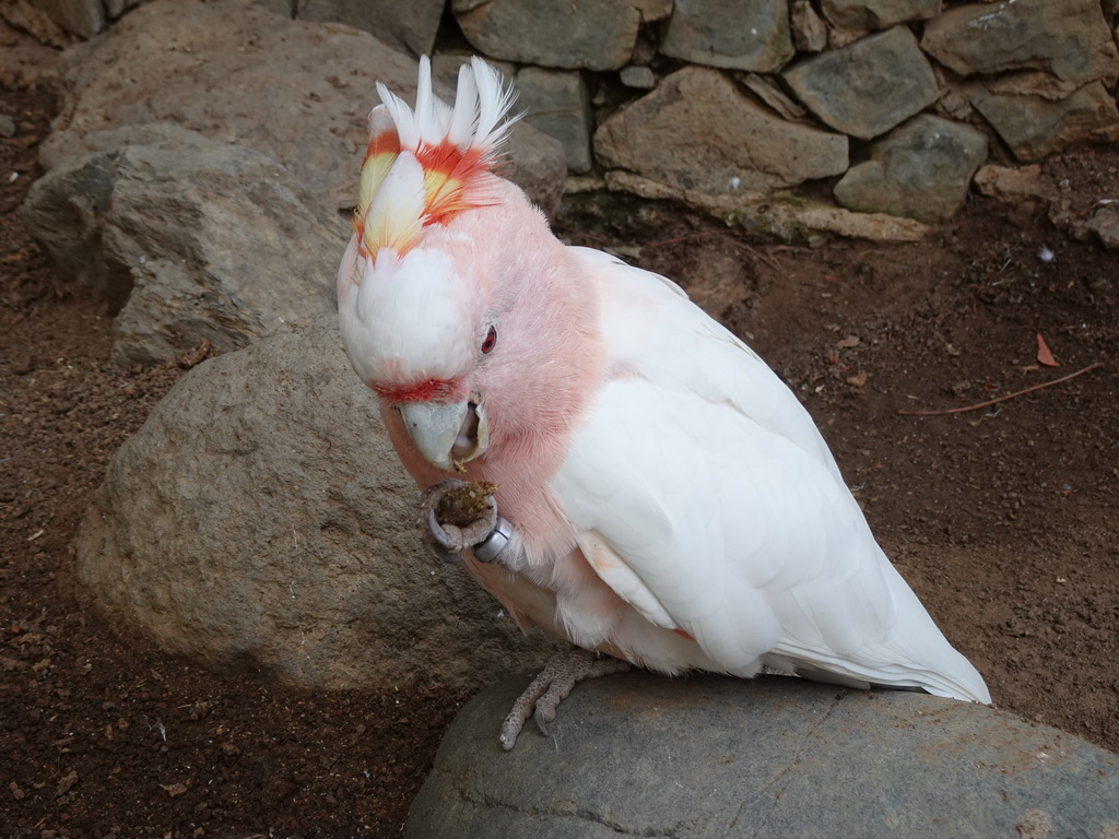 Pink Cockatoo at the Palmitos Park