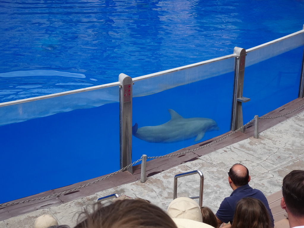 Dolphin at the Dolphinarium at the Palmitos Park, during the Dolphin Show