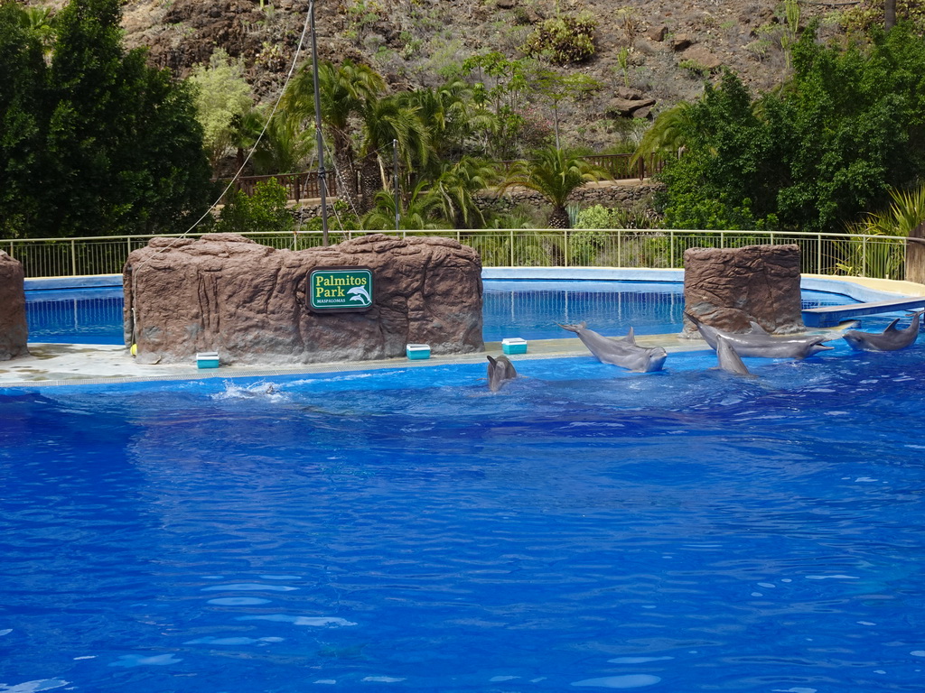 Dolphins at the Dolphinarium at the Palmitos Park, during the Dolphin Show