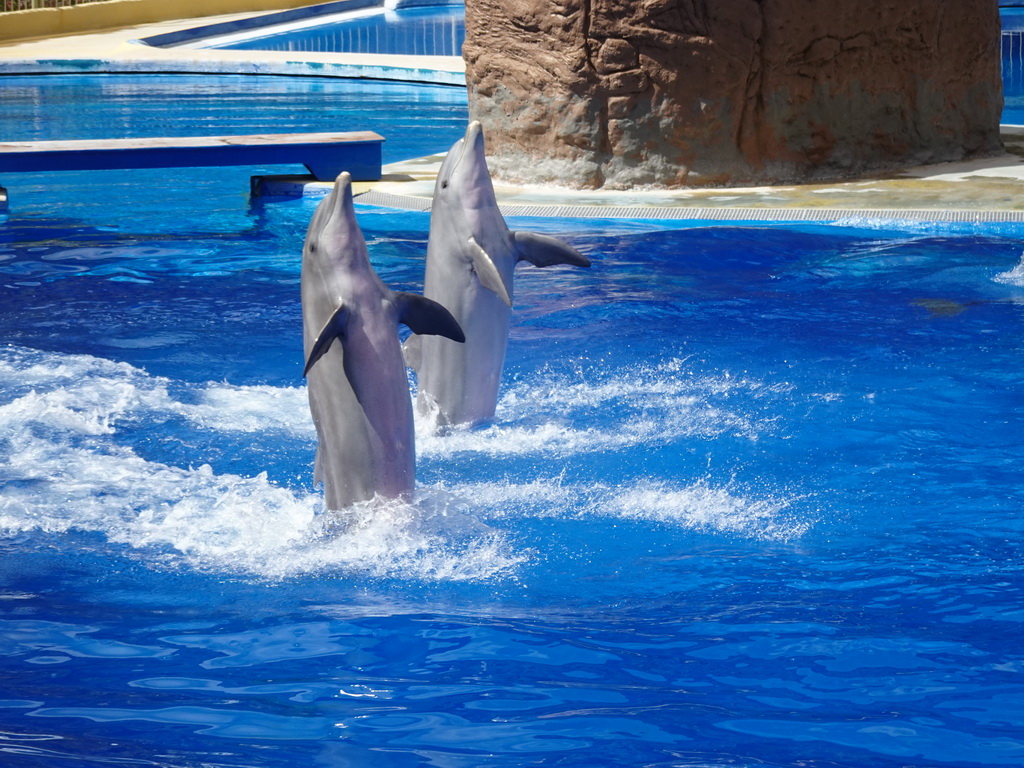 Standing Dolphins at the Dolphinarium at the Palmitos Park, during the Dolphin Show