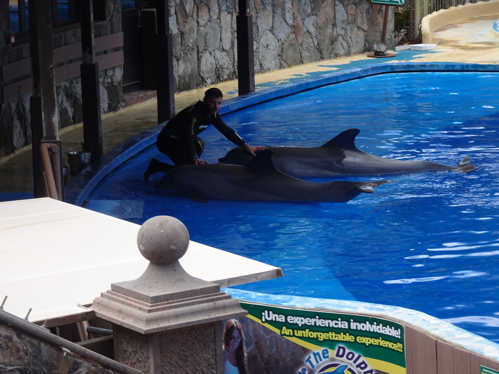 Zookeeper and Dolphins at the Dolphinarium at the Palmitos Park, during the Dolphin Show