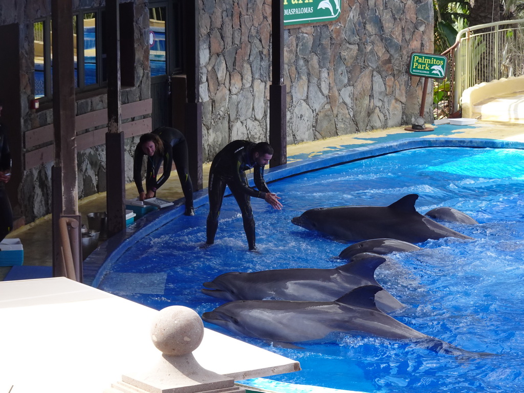 Zookeepers and Dolphins at the Dolphinarium at the Palmitos Park, during the Dolphin Show