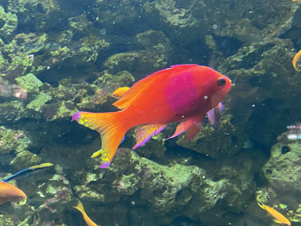 Sea Goldie and other fishes at the Blue Reef Aquarium at the Palmitos Park