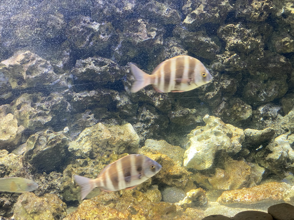 Fishes at the Blue Reef Aquarium at the Palmitos Park