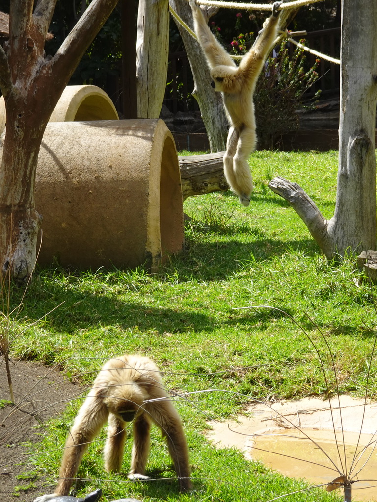 White-handed Gibbons at the Palmitos Park