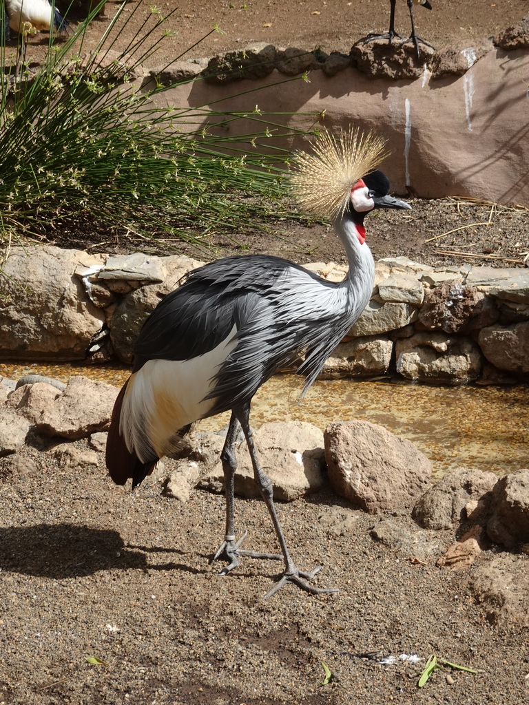 Grey Crowned Crane at the Free Flight Aviary at the Palmitos Park