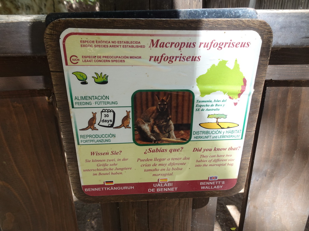 Explanation on the Bennett`s Wallaby at the Palmitos Park