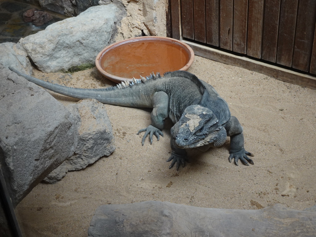 Rhinoceros Iguana at the Palmitos Park