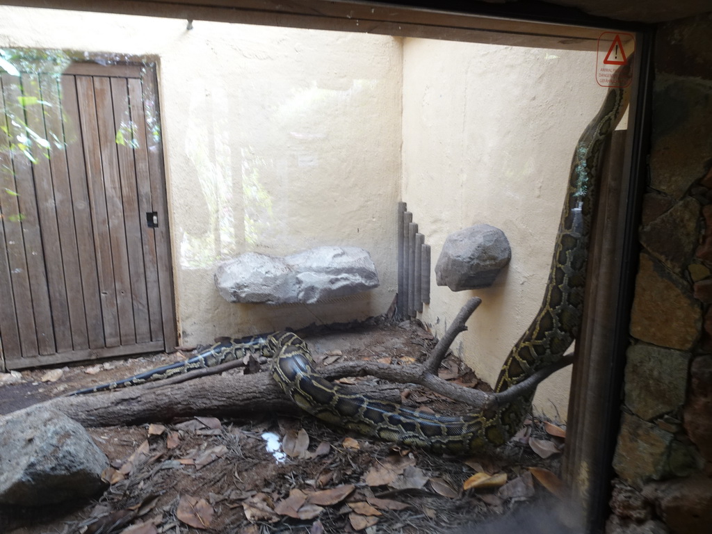 Burmese Python at the Palmitos Park