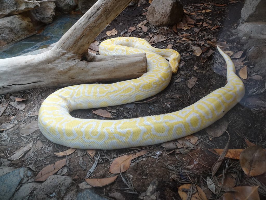 Albino Burmese Python at the Palmitos Park