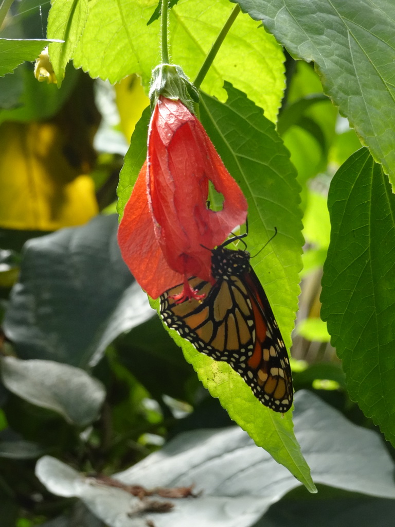 Butterfly at the Butterflies House at the Palmitos Park