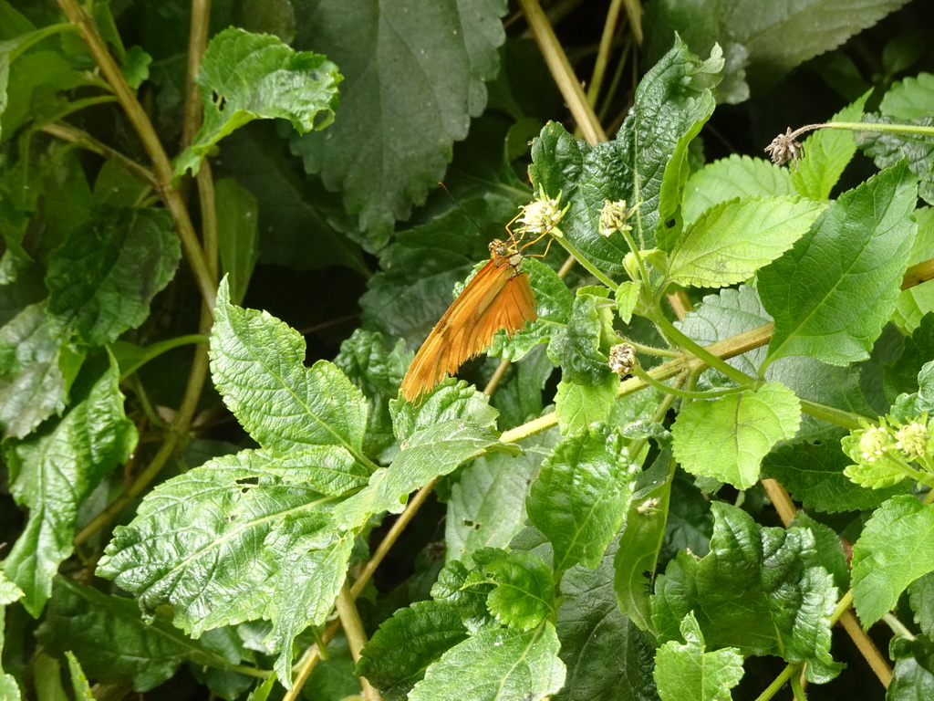 Butterfly at the Butterflies House at the Palmitos Park