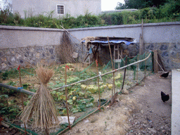 Garden of Miaomiao`s grandparents` house