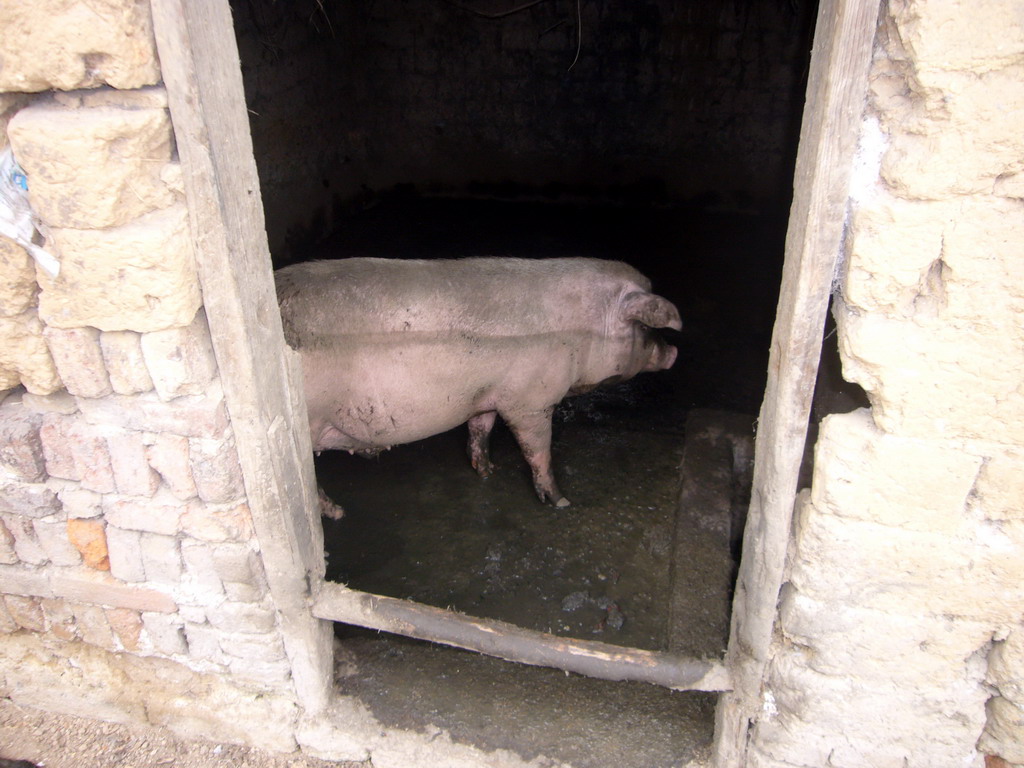 Pig in a house in Miaomiao`s grandparents` village