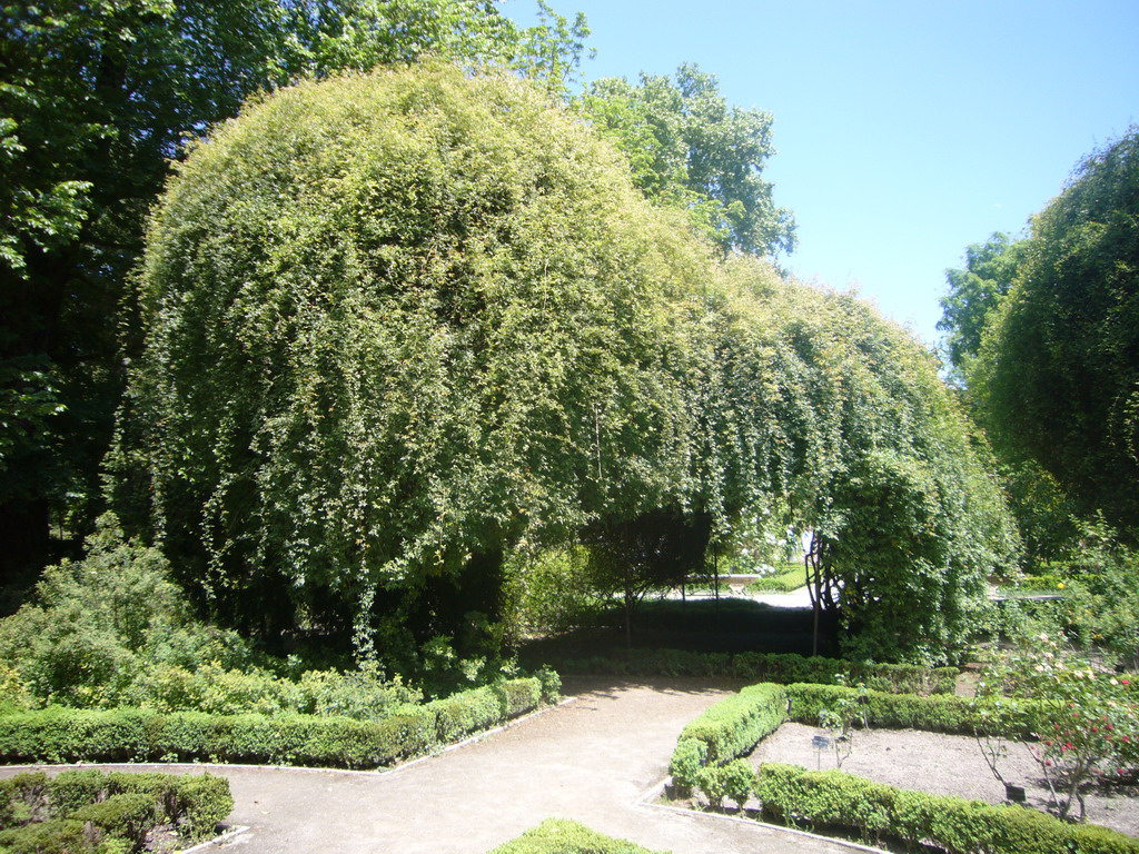 Botanical Garden Madrid
