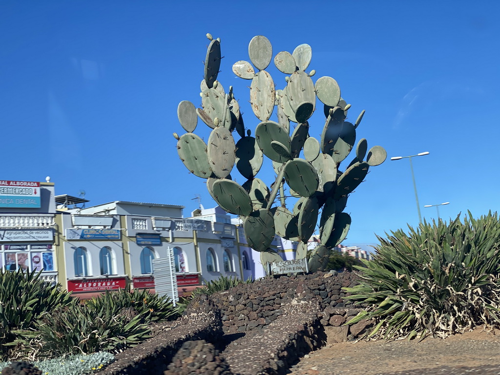 Cactus at the Rotonda de la `Tunera`, viewed from the tour bus