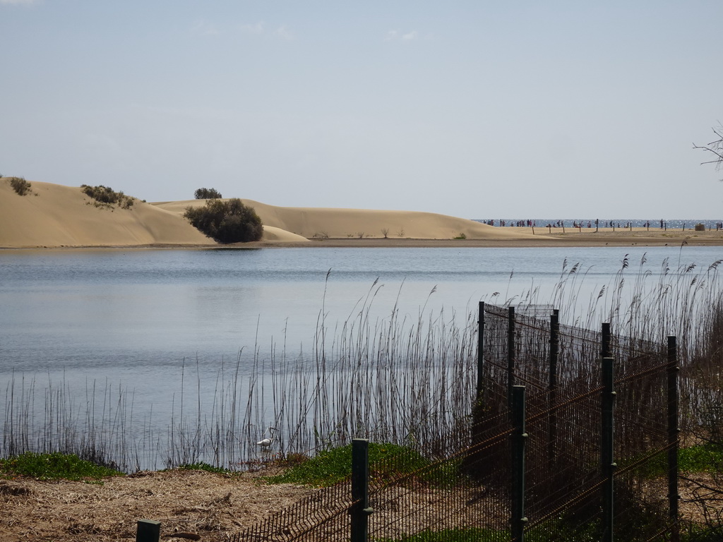 The Charca de Maspalomas lake and the Maspalomas Dunes, viewed from the Calle Oceanía street