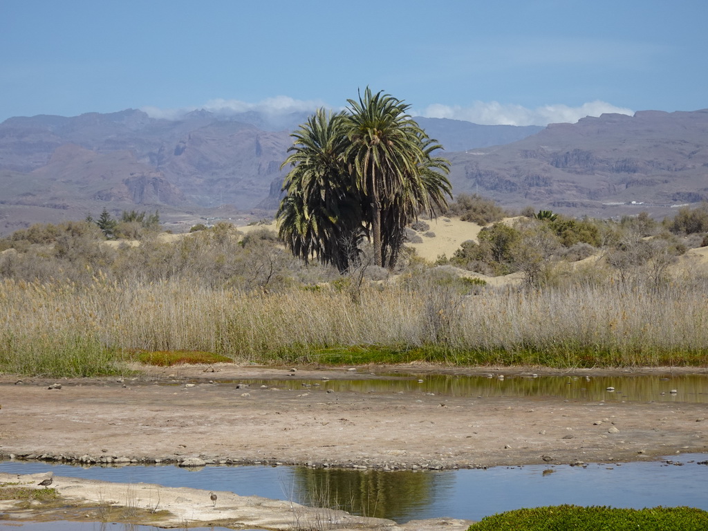 The Charca de Maspalomas lake, palm trees and the Maspalomas Dunes, viewed from the Calle Oceanía street