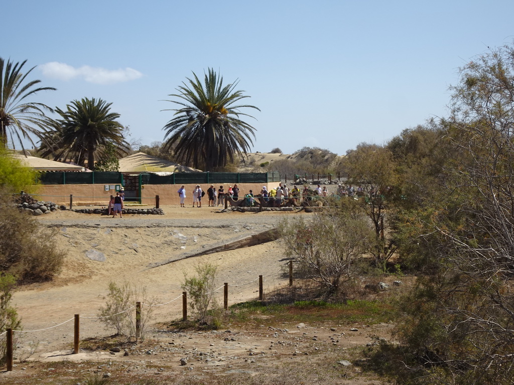 Dromedaries in front of the main building of the Camel Safari, viewed from the Calle Oceanía street