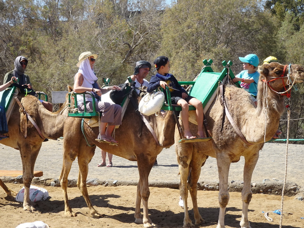 Dromedaries at the starting point of the Camel Safari