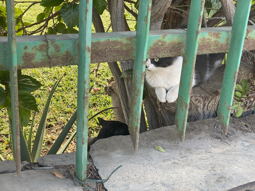 Cats at the Plaza Ansite square