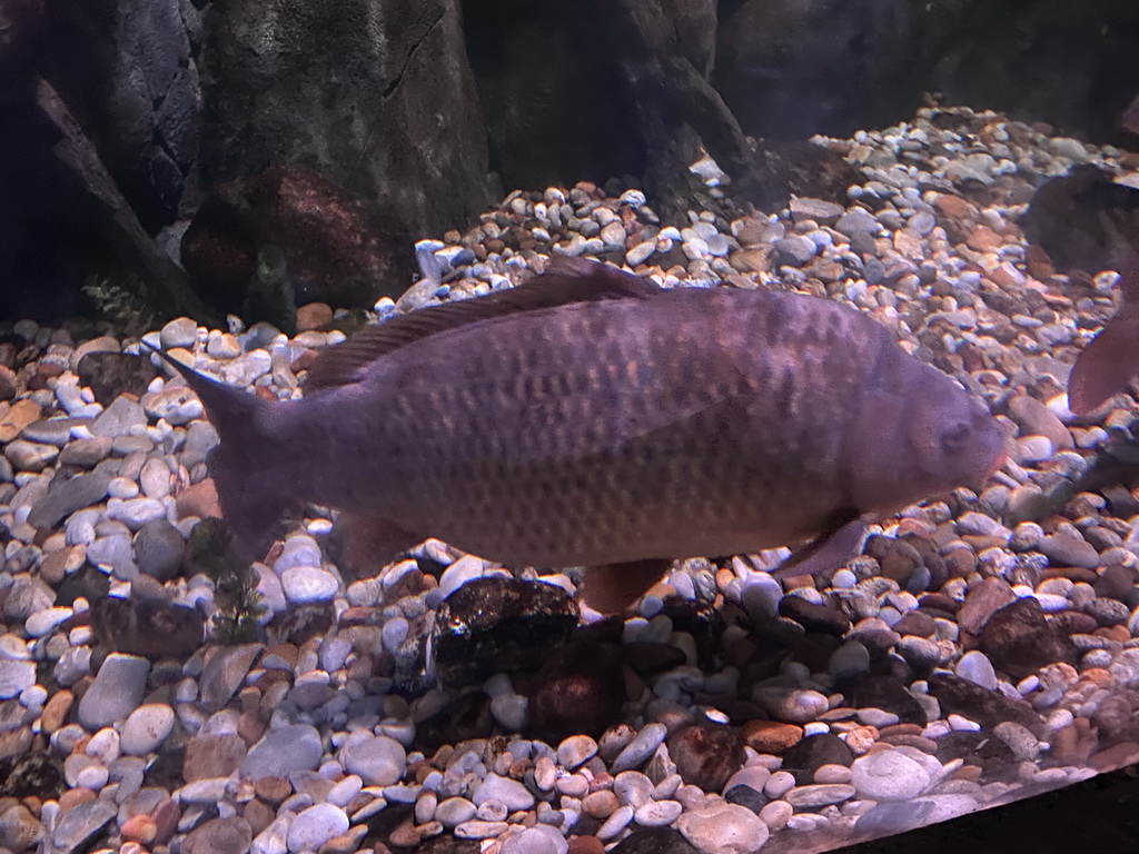 Pumpkinseed at the Sea Life Porto