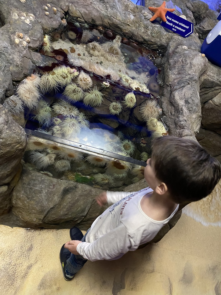 Max with Sea Anemones at the Sea Life Porto