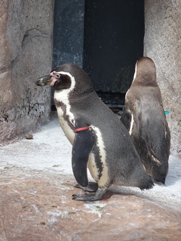 Humboldt Penguins at the Penguin Island at the outdoor area at the Sea Life Porto