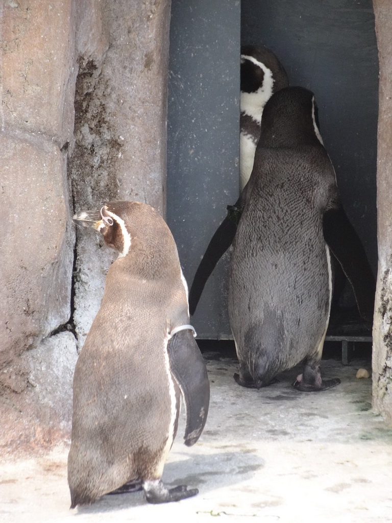 Humboldt Penguins at the Penguin Island at the outdoor area at the Sea Life Porto