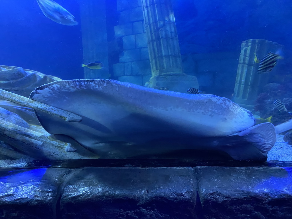 Stingray and other fishes at the Sea Life Porto