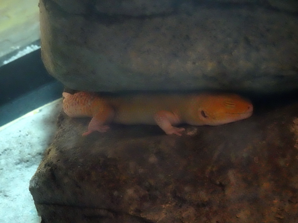 Leopard Gecko at the Sea Life Porto